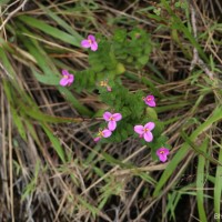 Sonerila firma (Thwaites ex C.B.Clarke) Lundin